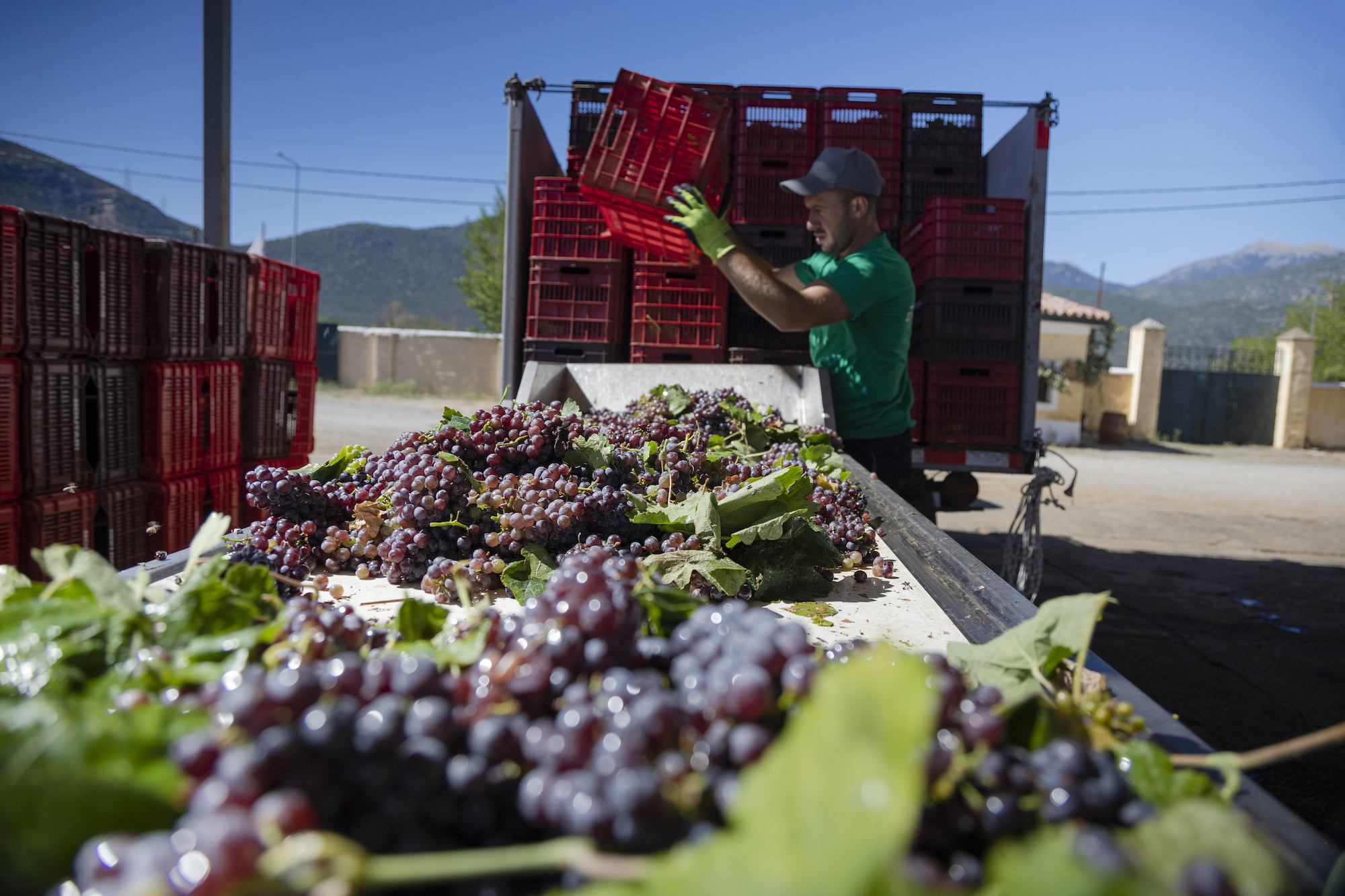 Η δικαίωση του Καμπά έρχεται 100 χρόνια μετά στις πλαγιές της Μαντινείας - Winetrails