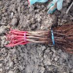 Η λίστα με 940 δικαιούχους αναδιάρθρωσης αμπελώνων 2025-2026 - Winetrails