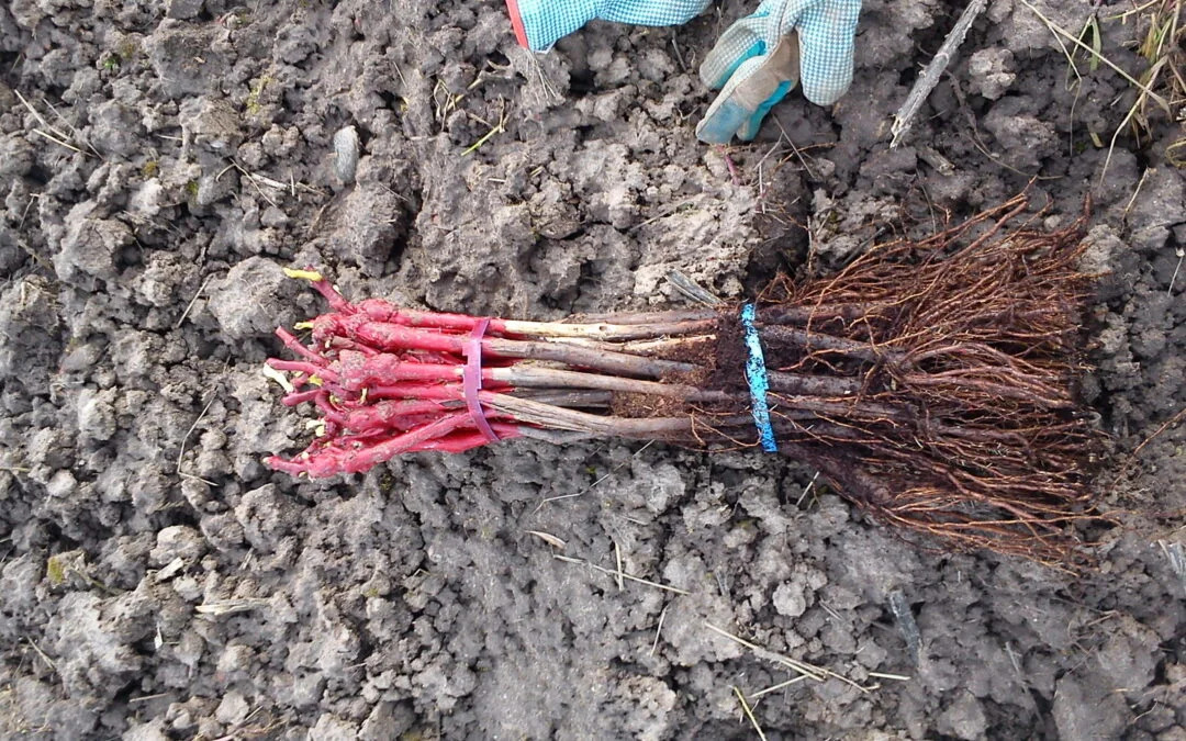 Η λίστα με 940 δικαιούχους αναδιάρθρωσης αμπελώνων 2025-2026 - Winetrails