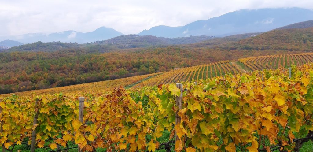 Οι «Δρόμοι του Κρασιού Βορείου Ελλάδας» γιορτάζουν την Παγκόσμια Ημέρα Οινοτουρισμού - Winetrails