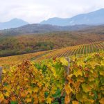 Οι «Δρόμοι του Κρασιού Βορείου Ελλάδας» γιορτάζουν την Παγκόσμια Ημέρα Οινοτουρισμού - Winetrails