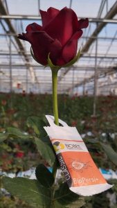 Η Τεχνολογική Επανάσταση στο Βιολογικό Έλεγχο του Τετρανύχου με τα BioPersi+ & CaliCombo