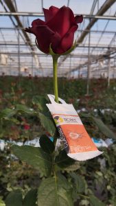 Την τεχνολογική επανάσταση στο βιολογικό έλεγχο του τετράνυχου φέρνουν τα προϊόντα BioPersi+ και CaliCombo