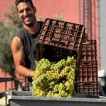 Ισορροπημένα αρώματα και άρτια οξύτητα στον φετινό τρύγο του Οινοποιείου Διαμαντάκη - Winetrails