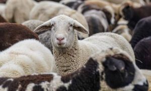 Διασπορά της ευλογιάς, κρούσματα σε δύο μονάδες και στην περιοχή της Πέλλας - Τυροκόμος