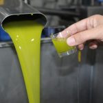 Ελαίας Καρπός