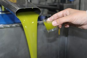 Ελαίας Καρπός