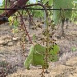 Αγροτικές Ειδήσεις: Η γαλλική συγκομιδή πέφτει σε ιστορικά χαμηλό επίπεδο: 36 εκατομμύρια εκατόλιτρα