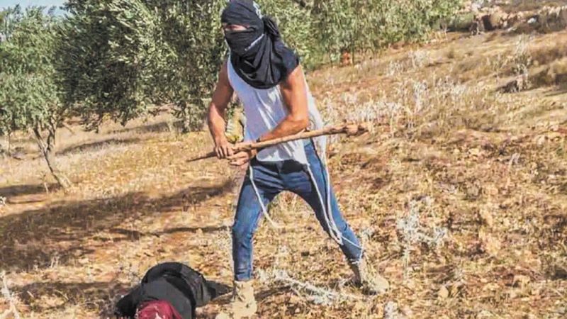 Δυτική όχθη: Κανένας Παλαιστίνιος δεν είναι ασφαλής κατά τη φετινή ελαιοσυγκομιδή