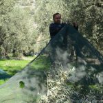 Ελαίας Καρπός