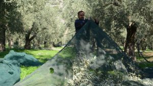 Ελαίας Καρπός