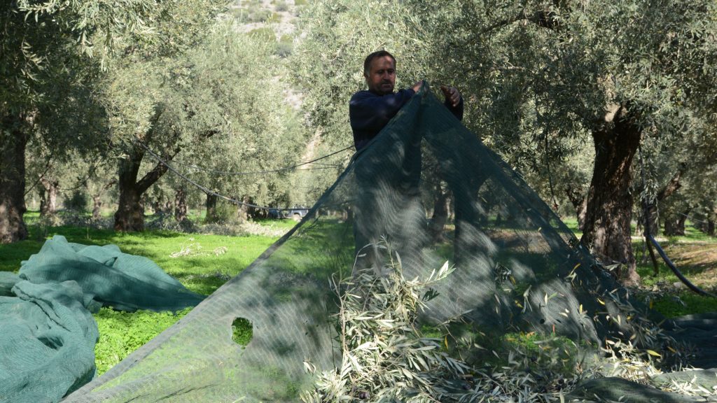 Ελαίας Καρπός