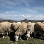 Κρούσματα ευλογιάς εντοπίστηκαν και σε μονάδες της Πέλλας