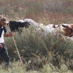 Έως 31 Δεκεμβρίου υποχρέωση απογραφής κτηνοτροφικών εκμεταλλεύσεων στο ΟΠΣ-ΑΔΕ - Τυροκόμος