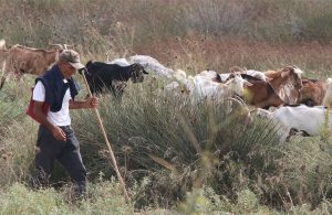 Έως 31 Δεκεμβρίου υποχρέωση απογραφής κτηνοτροφικών εκμεταλλεύσεων στο ΟΠΣ-ΑΔΕ - Τυροκόμος