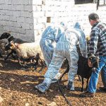 Σταθμοί απολύμανσης για την ευλογιά των προβάτων και αιγών σε Φλώρινα και Καστοριά