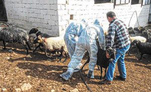 Σταθμοί απολύμανσης για την ευλογιά των προβάτων και αιγών σε Φλώρινα και Καστοριά