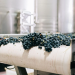 Η τεχνητή νοημοσύνη συμβάλει στην επιλογή σταφυλιών σε ιταλικό οινοποιείο - Winetrails