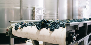 Η τεχνητή νοημοσύνη συμβάλει στην επιλογή σταφυλιών σε ιταλικό οινοποιείο - Winetrails