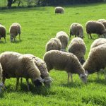 Εξιχνιάστηκαν επτά περιπτώσεις ζωοκλοπών στο Λασίθι