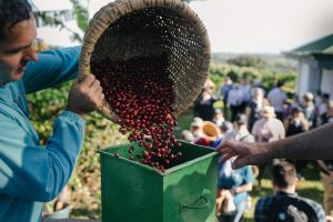 Η αποψίλωση δασών απειλεί τη «ζώνη του καφέ» στη Βραζιλία