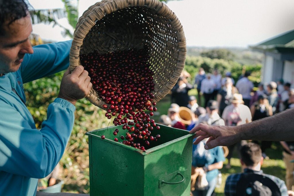Η αποψίλωση δασών απειλεί τη «ζώνη του καφέ» στη Βραζιλία