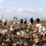Οι παραγωγοί Μακεδονίας, Θράκης γνώρισαν τις νέας γενιάς ποικιλίες βαμβακιού της BASF