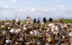 Οι παραγωγοί Μακεδονίας, Θράκης γνώρισαν τις νέας γενιάς ποικιλίες βαμβακιού της BASF