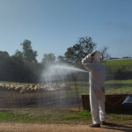 Απολυμαντικοί ψεκασμοί για αντιμετώπιση ευλογιάς σε Ανδραβίδα, Κυλλήνη