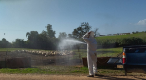 Απολυμαντικοί ψεκασμοί για αντιμετώπιση ευλογιάς σε Ανδραβίδα, Κυλλήνη