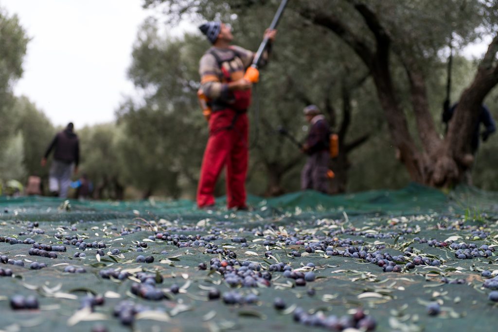 Παρατηρητήριο Τιμών Ελαιολάδου (24/10/2025)