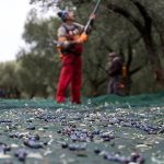 Παρατηρητήριο Τιμών Ελαιολάδου (24/10/2025)