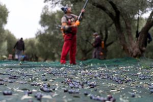 Παρατηρητήριο Τιμών Ελαιολάδου (24/10/2025)