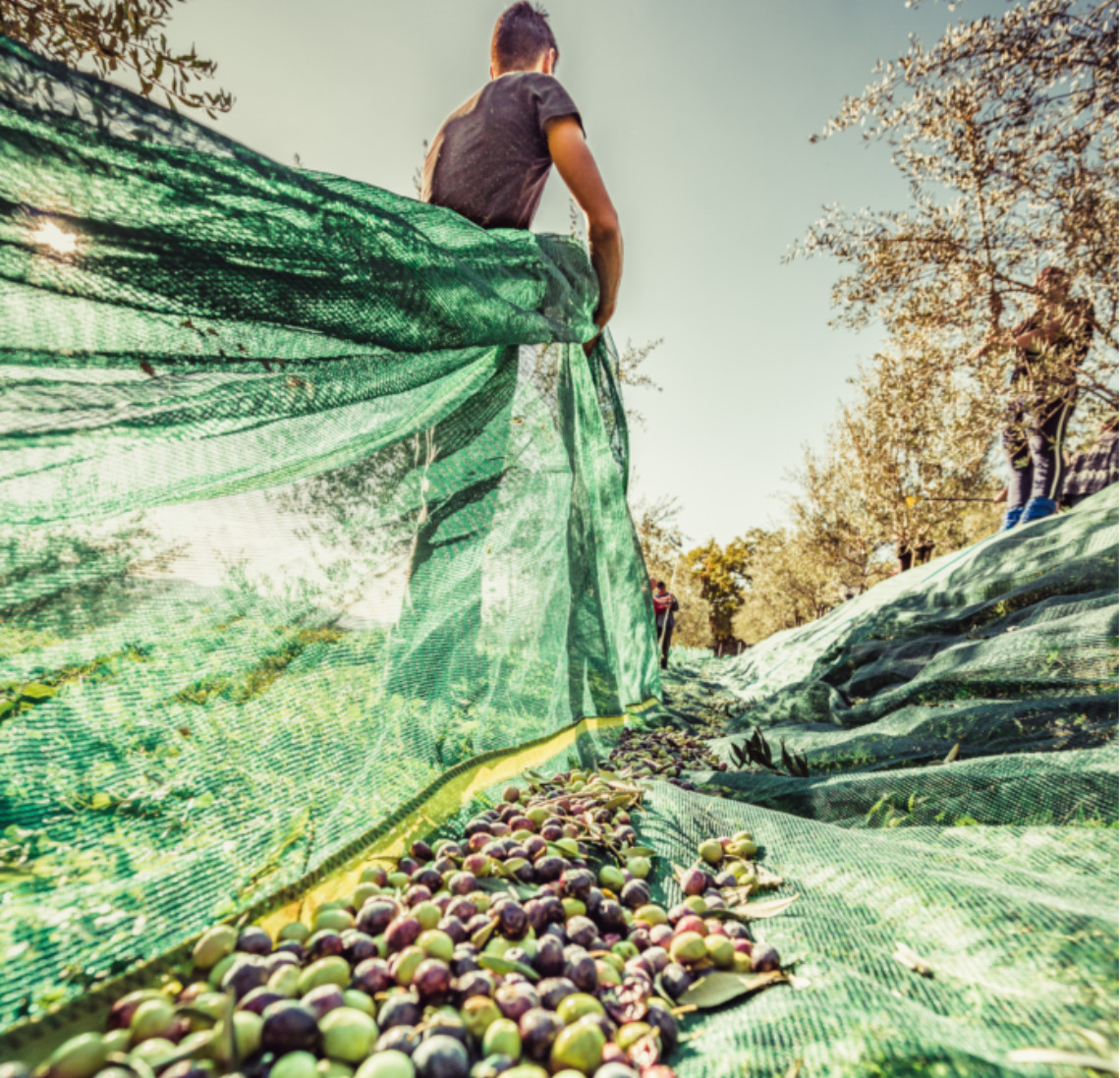Πώς να καταστρέψετε τη συγκομιδή σας