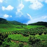 Αμπελουργία Κιλκίς: Καλύτερη παραγωγή, χαμηλότερη ζήτηση