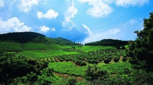 Αμπελουργία Κιλκίς: Καλύτερη παραγωγή, χαμηλότερη ζήτηση