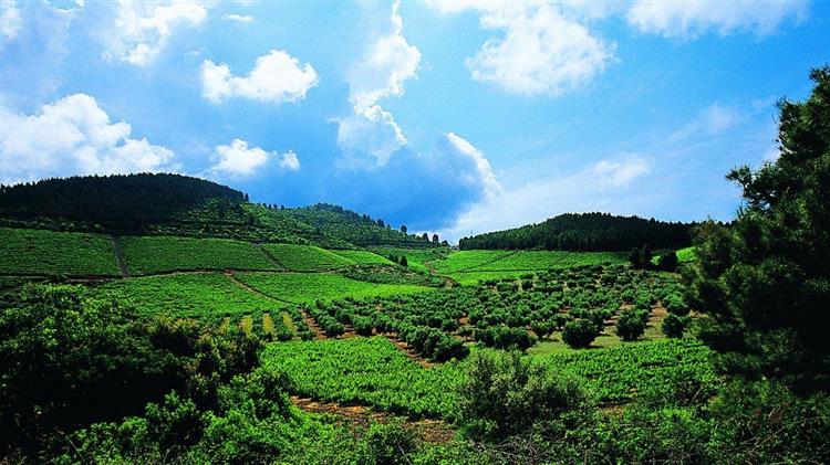 Αμπελουργία Κιλκίς: Καλύτερη παραγωγή, χαμηλότερη ζήτηση