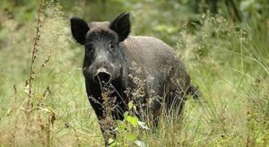 agriogourouno-travmatise-kynigo-stin-kozani-172673