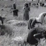 agrotissaa