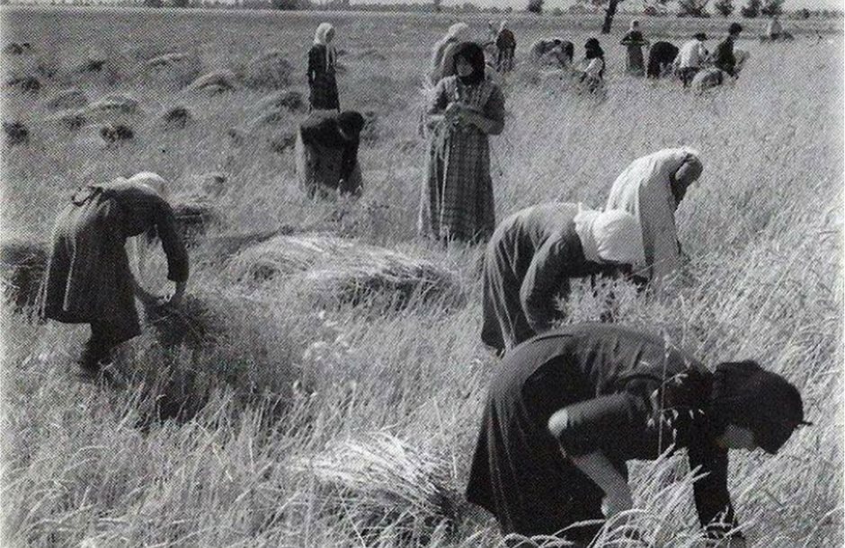 agrotissaa