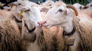 epeigousa-prokatarktiki-exetasi-gia-tin-evlogia-sti-thessalia-zita-i-eisangelia-efeton-larisas-291347