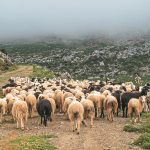 Οκτώ προτάσεις της task force για την αντιμετώπιση της ευλογιάς των αιγοπροβάτων