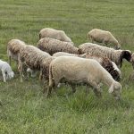 Παρατείνονται έως τη Δευτέρα 27 Οκτωβρίου στην Κρήτη τα προληπτικά μέτρα για ευλογιά προβάτων