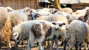 ΠΕΚ: Κτηνοτρόφοι στα όριά τους - Πανελλαδικό συλλαλητήριο στις 11/11