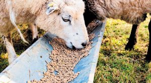 evlogia-tessera-simeia-elegchou-stin-perifereia-tis-peloponnisou-289363