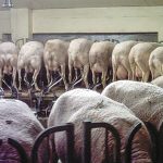 koino-metopo-kyvernisis-perifereiarchon-kata-tis-evlogias-310134