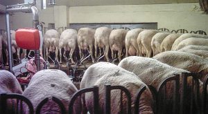 koino-metopo-kyvernisis-perifereiarchon-kata-tis-evlogias-310134