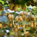 Εκτιμήσεις για αύξηση 7% στη σοδειά ακτινιδίου με την Ελλάδα στους 367.000 τόνους - Fresher