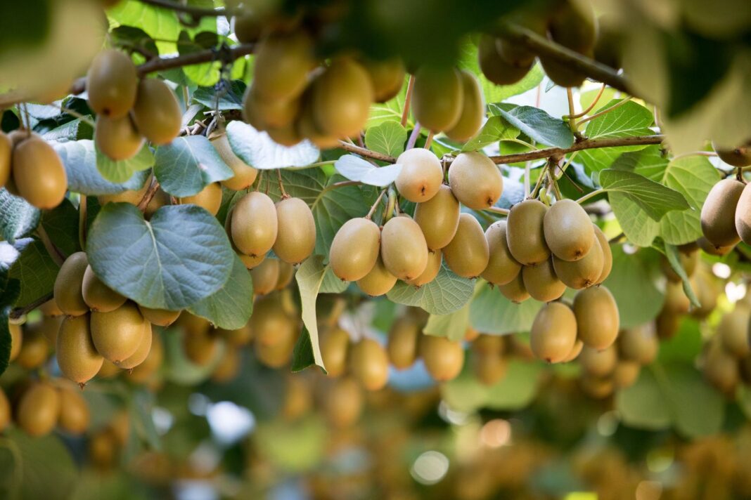 Εκτιμήσεις για αύξηση 7% στη σοδειά ακτινιδίου με την Ελλάδα στους 367.000 τόνους - Fresher