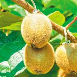 dimos-tebon-diimeri-giorti-gia-to-aktinidio-stin-aigani-273576